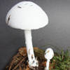 Zdjęcie: muchomor jadowity 2 - Amanita virosa.jpg